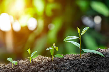 Seedlings in light