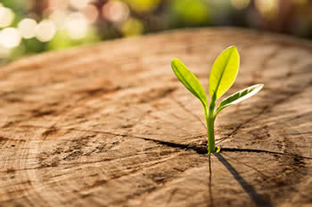 sprout in tree trunk