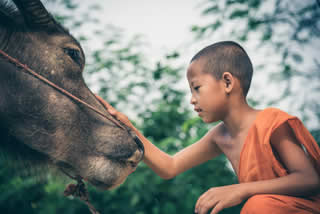 Child petting an animal