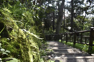 Wooden bridge