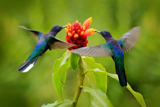 Two Hummingbirds