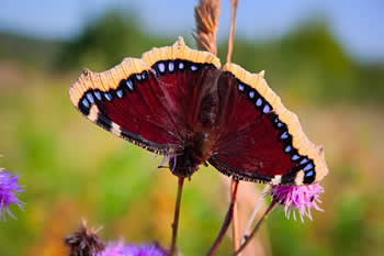 mourning cloak butterfly